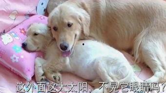 狗狗在线观看,在线观看世界奇观 第1张 狗狗在线观看,在线观看世界奇观 第1张